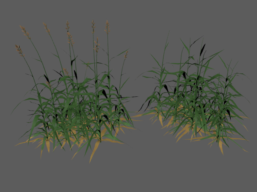 tall-grass-3d-model-2