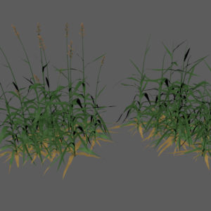 tall-grass-3d-model-2